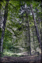 Trees panorama