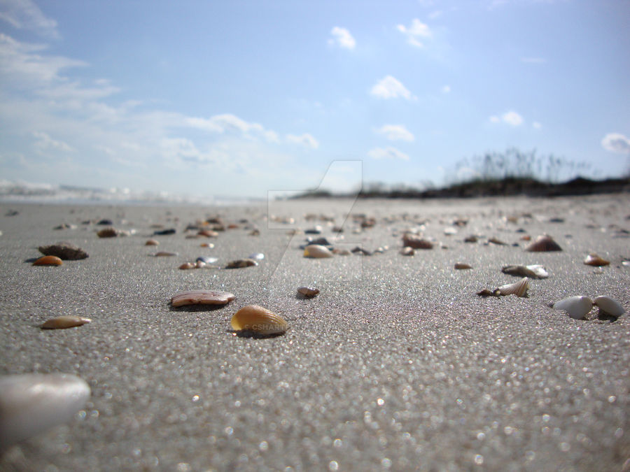 Shell Scape Shell Scape by CSHartpence on DeviantArt