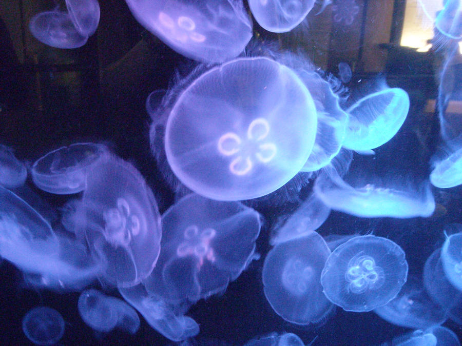 Jellies