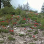 Mountain Wildflowers