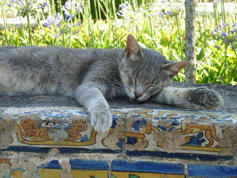 Relax Gatuno Andaluz 2