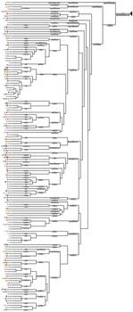 The Ultimate Pokemon Cladogram: Piece 5/5