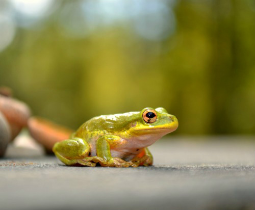 Fall Froggy