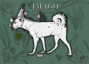 IMAGO