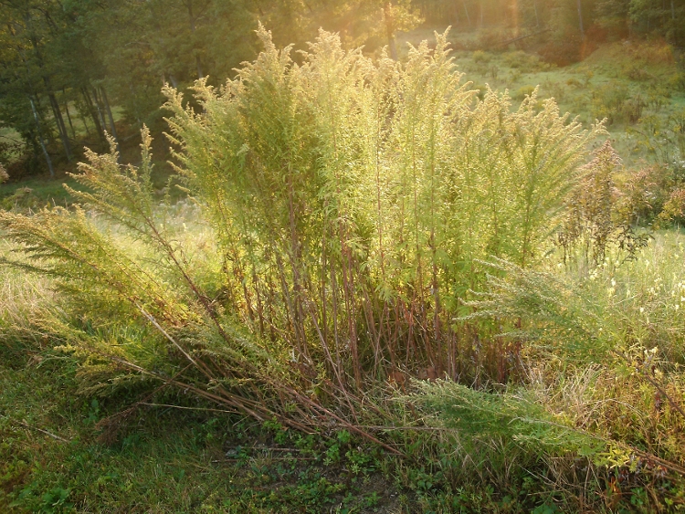 Between the heather