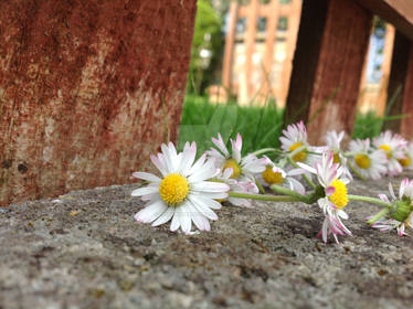 Let's Make a Daisy Chain