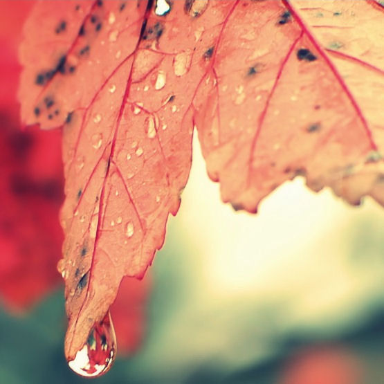 Autumn Tears.