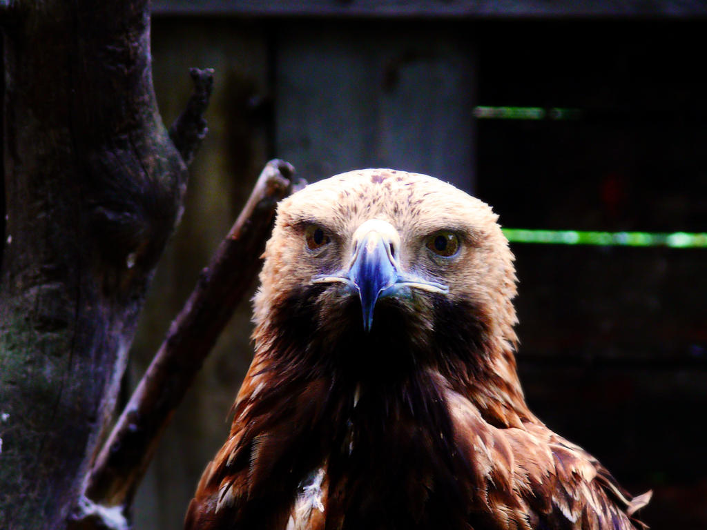 Kazakh Eagle