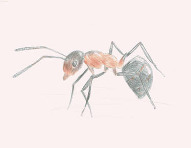 Formics Drawing Explore the Best Formica Art | DeviantArt