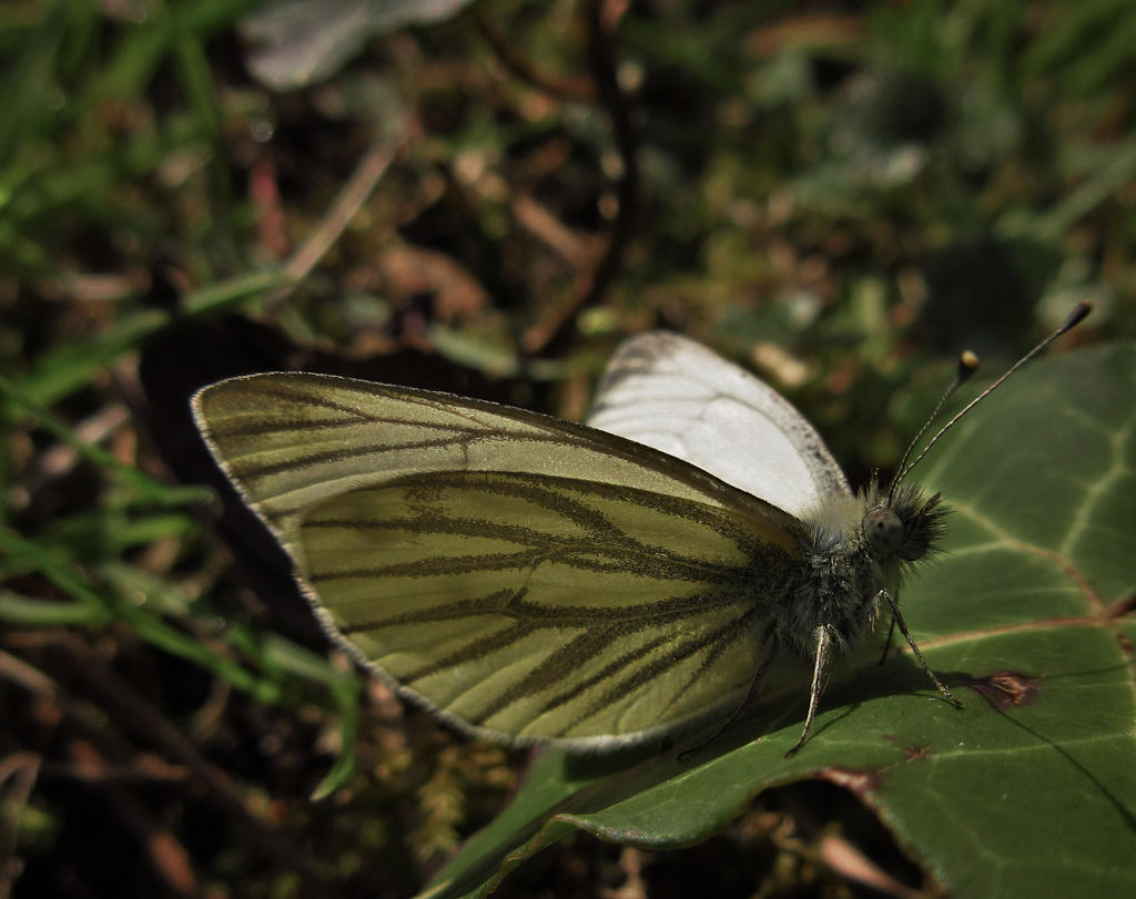 Green-veined White