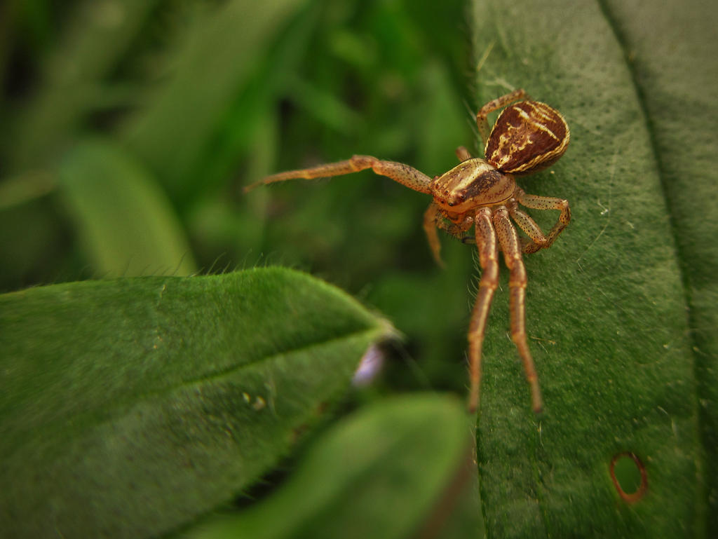 Spider Hugging Free Spider-hugs by Calidris555 on DeviantArt
