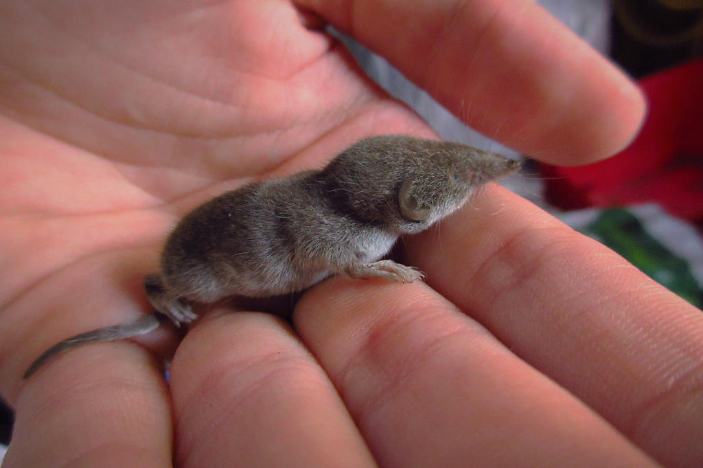 Baby shrew :) by Calidris555 on DeviantArt