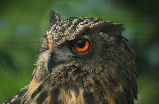 Bubo