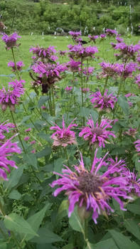 Bee balm