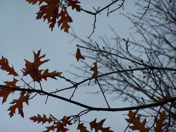 A Fall Tree by EbbtideCheque on DeviantArt