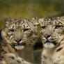 Shearwater - Snow Leopard