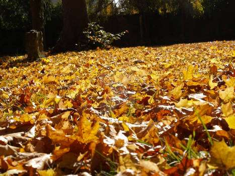 Golden Leaves