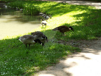 Geese in the shadows