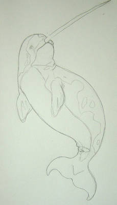 Narwhal sketch