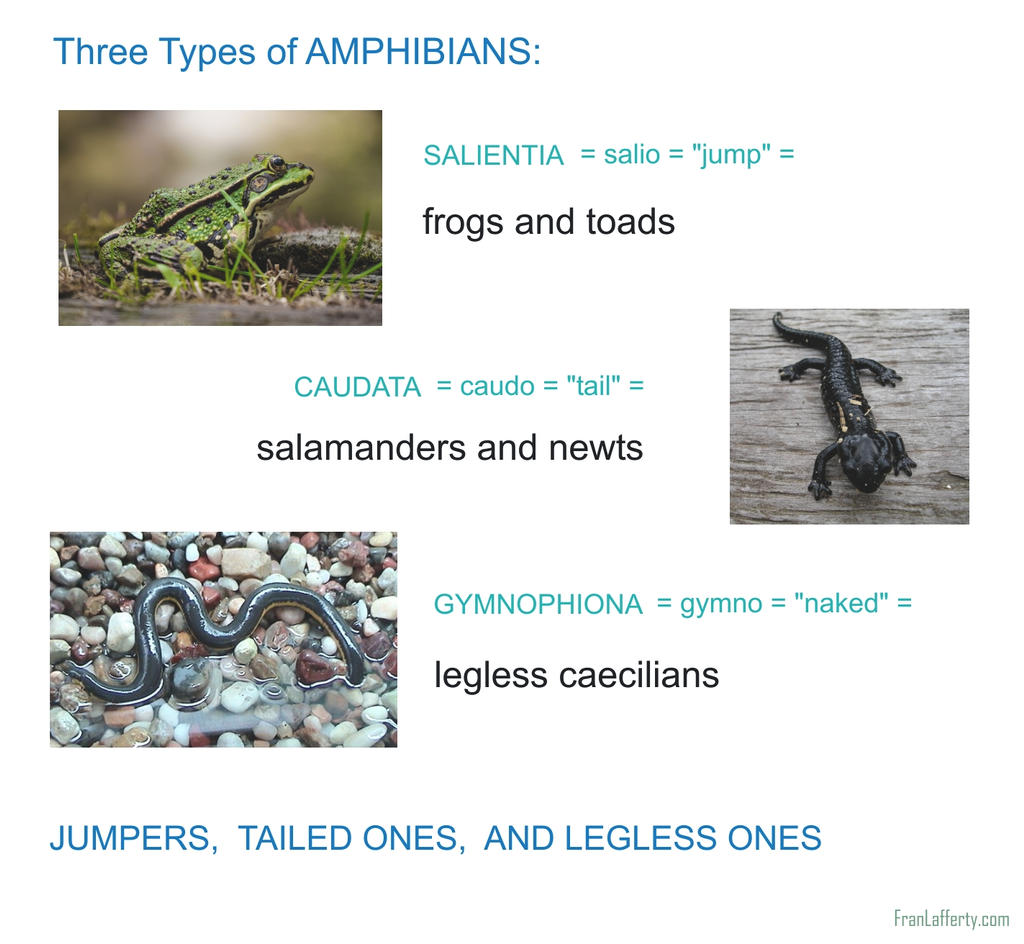 Amphibian Words by mirroreyes1 on DeviantArt