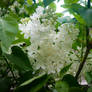 White Lilacs