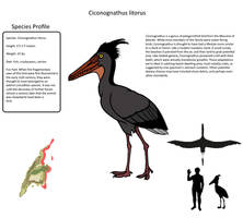 Ciconognathus