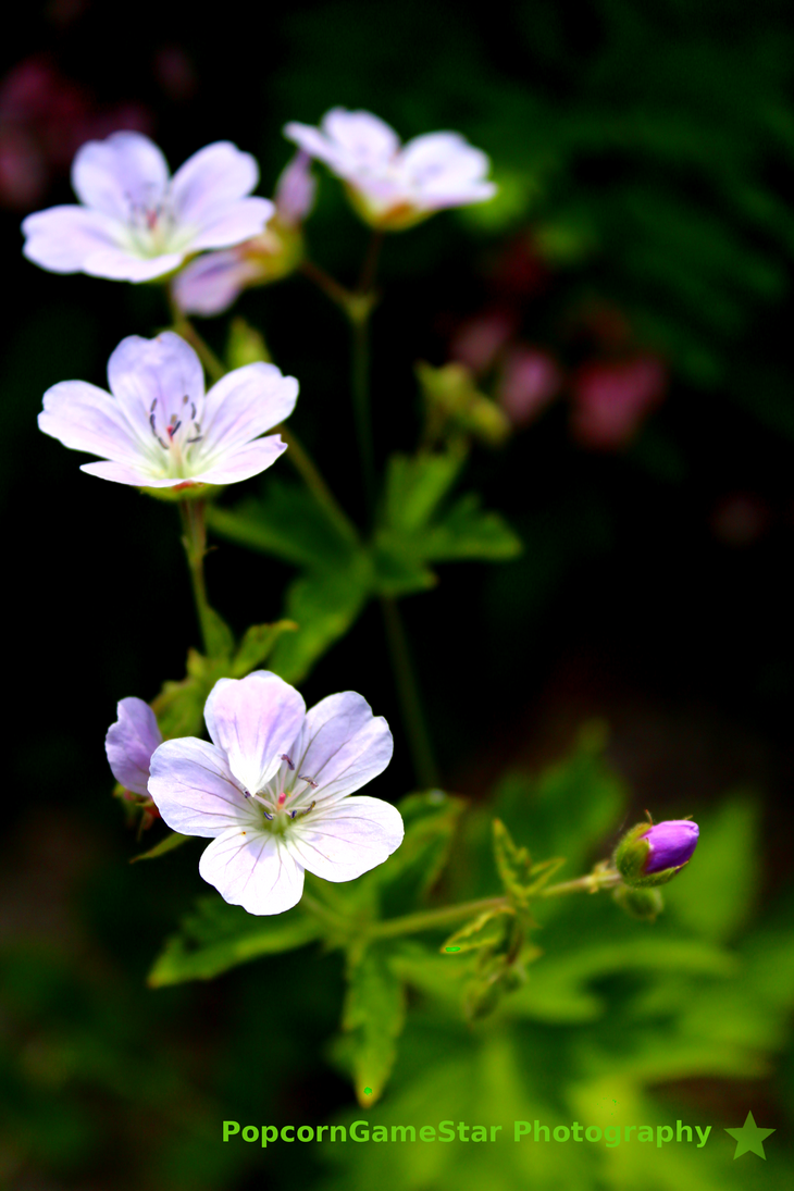 Flower Line