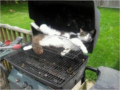 BBQ Cat