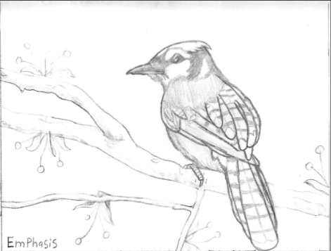 How to Draw a Blue Jay