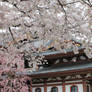 Sakura of Hasedera