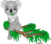 Koala