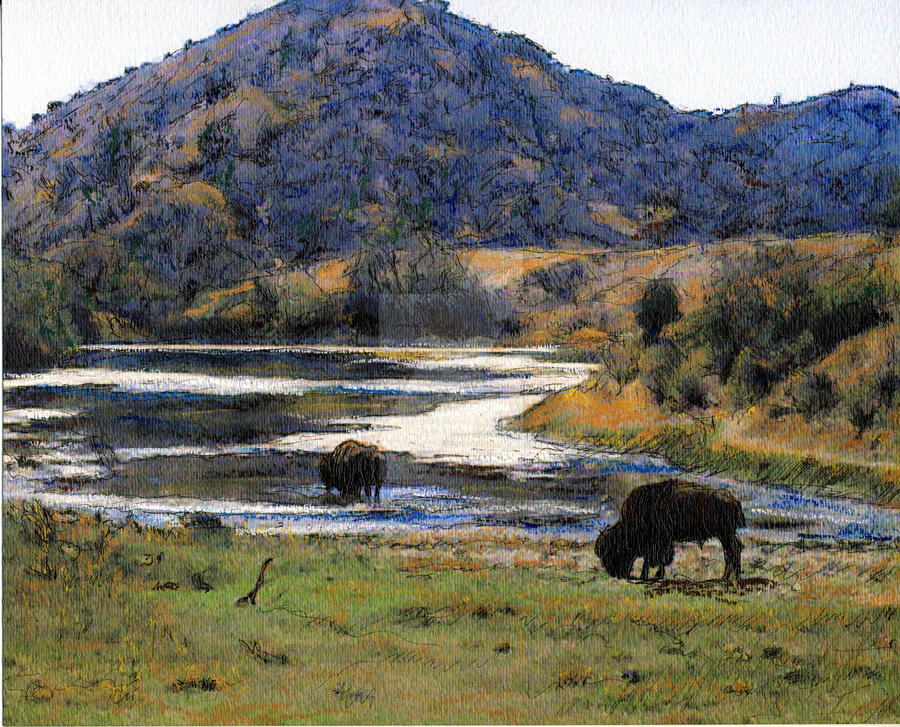 Catalina Buffalo by RandySprout Catalina Buffalo by RandySprout