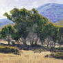 Eucalyptus Grove Catalina
