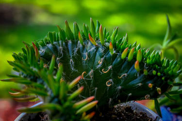 Eve's Needle Cactus