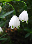 Snowdrops by liverandomly