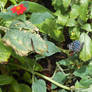 Butterfly in Stratford Butterfly Farm