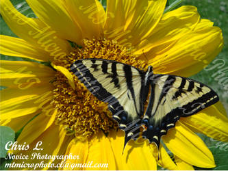 Tiger Swallowtail on Sunflower Etsy listing boost!