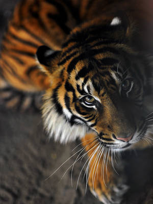 Tiger by jasdt Tiger by jasdt