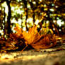 sensation of autumn