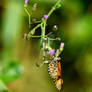 Acraea eponina V