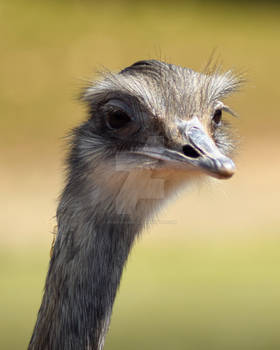 Greater Rhea I