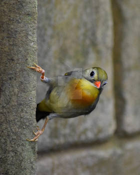 Red-billed leiothrix I