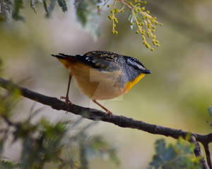 Spotted Pardalote I
