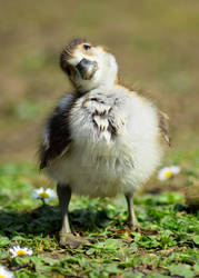 Sudanese gosling