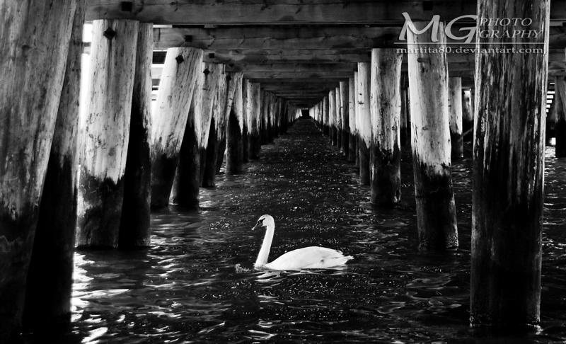 Under the pier