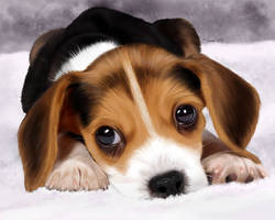 Beagle puppy