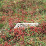 Surrounded by red