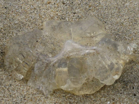 Jelly Fish on sand