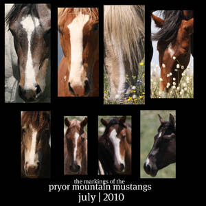 PM Mustang Markings - Faces