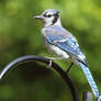 Brown Eyed Blue Feathered